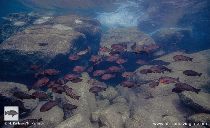 Tropheus sp. 'mpimbwe' Katondo Point